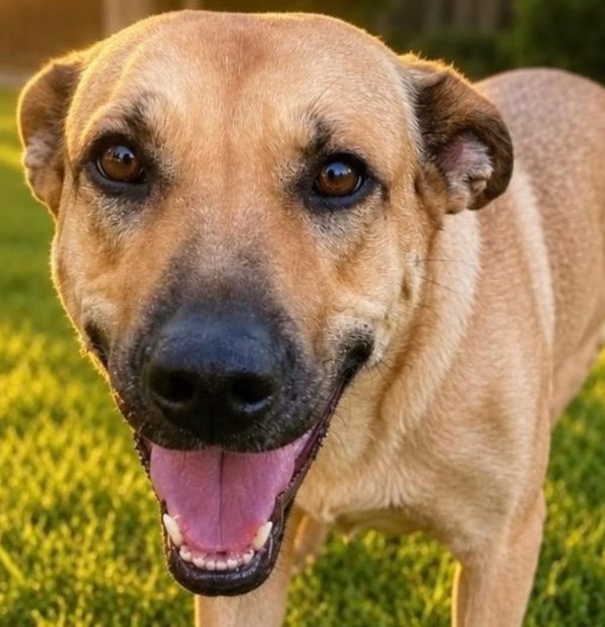 Photo of Molly, adoptable German Shepherd Dog Labrador Retriever in St. Paul, Minnesota