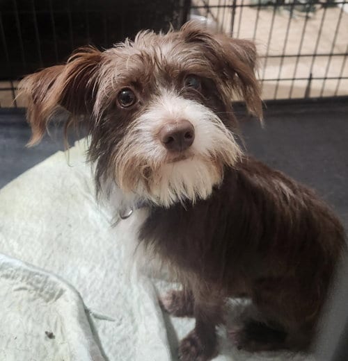 Photo of Rufus, adoptable Shih Tzu in Walnutport, Pennsylvania