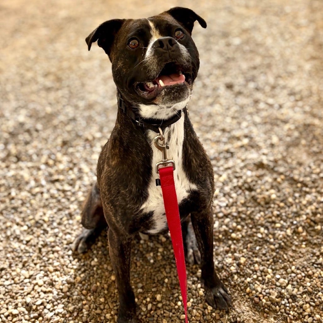 Photo of Gage, adoptable Boxer in Berea, Ohio