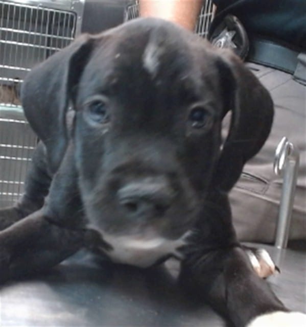 Photo of Senior Pit Bull Terrier, adoptable Pit Bull Terrier in Devore, California
