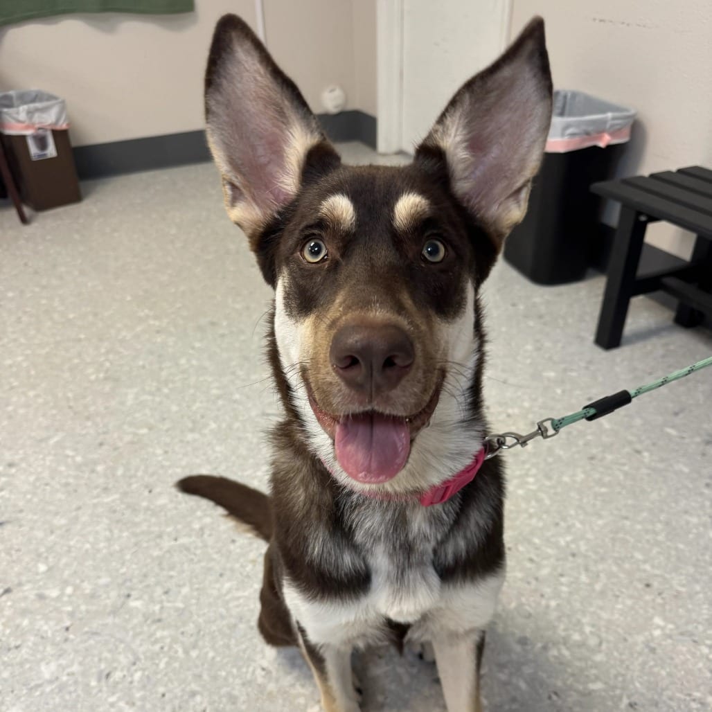 Photo of Abby, adoptable Mixed Breed (Medium) in St. Charles, Missouri