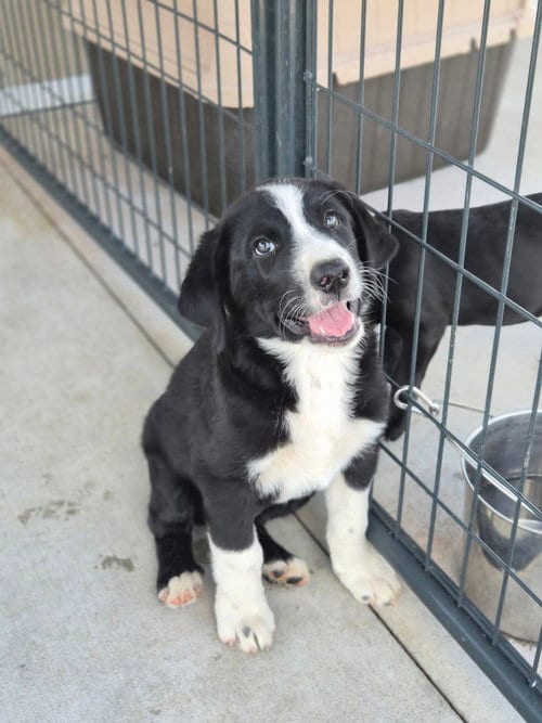 Photo of Frack, adoptable Border Collie in Bolivar, Missouri