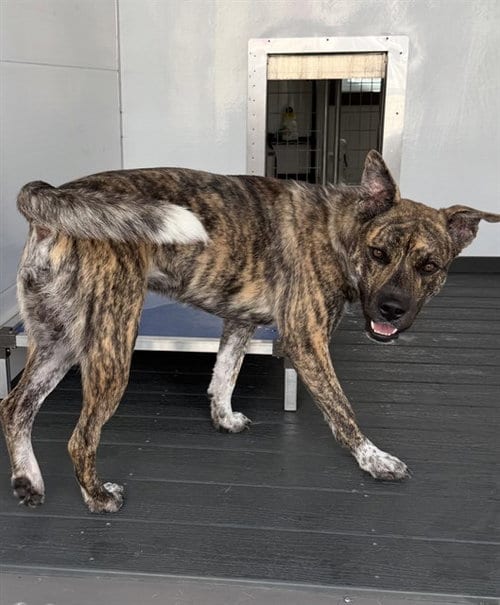 Photo of Muntz, adoptable Pit Bull Terrier in San Bernardino, California