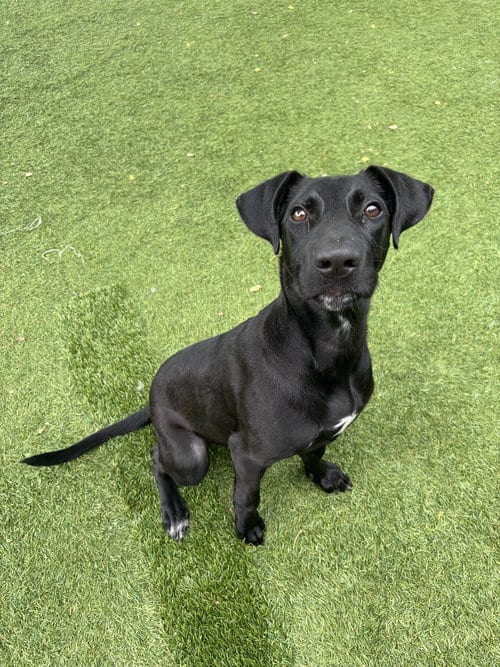 Photo of Libby, adoptable Affenpinscher in Little Elm, Texas