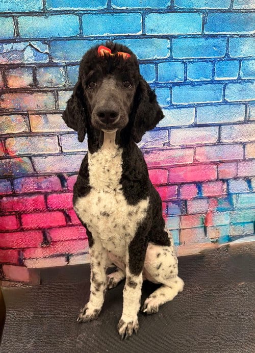 Photo of Katie, adoptable Poodle (Standard) in Vail, Arizona