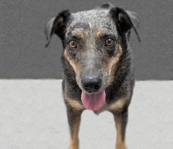 Photo of Moonlight, adoptable dog
