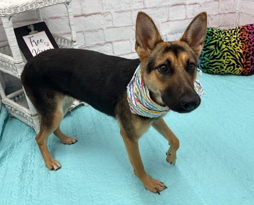 Photo of Maaeni, adoptable German Shepherd Dog in Detroit, Michigan