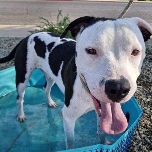 Photo of Freddy, adoptable American Pit Bull Terrier in Mesa, Arizona