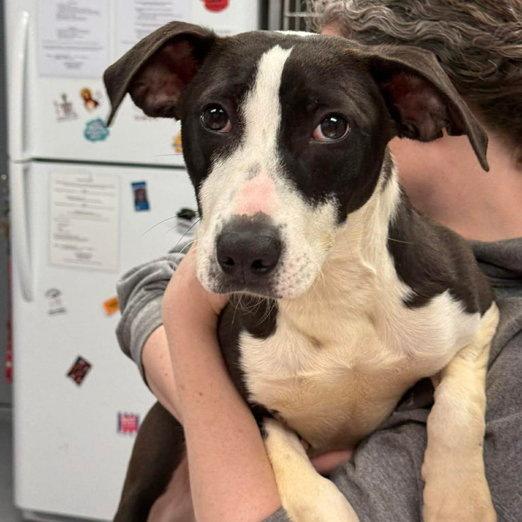Photo of Francis, adoptable Mixed Breed (Medium) in Martinsville, Virginia