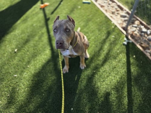Photo of Harley Quinn, adoptable Pit Bull Terrier in Antioch, California
