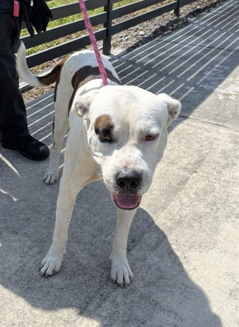 Photo of Spots, adoptable Terrier in Miami, Florida