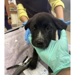 Photo of Brownie, adoptable Shepherd (Unknown Type) in Jurupa Valley, California