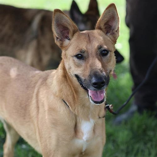 Photo of Bia, adoptable Belgian Shepherd Malinois in Modesto, California