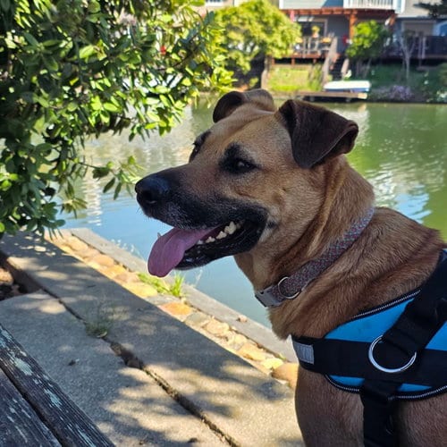 Photo of Lexi, adoptable German Shepherd Dog in Alameda, California