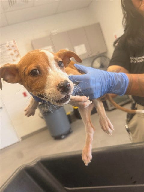 Photo of Killian, adoptable American Pit Bull Terrier in Mesa, Arizona