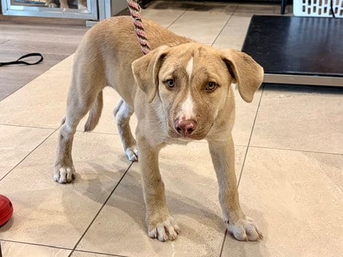 Photo of Gravy, adoptable Pit Bull Terrier in Garland, Texas