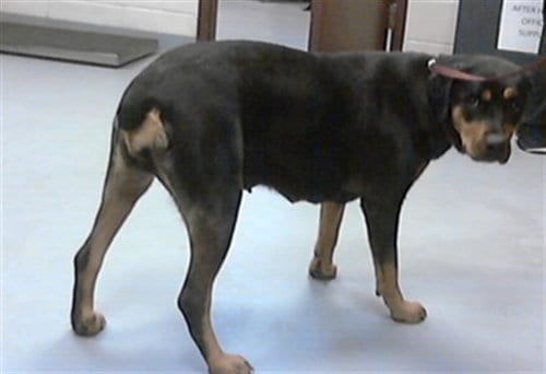 Photo of Gracie, adoptable Rottweiler in Fayetteville, North Carolina