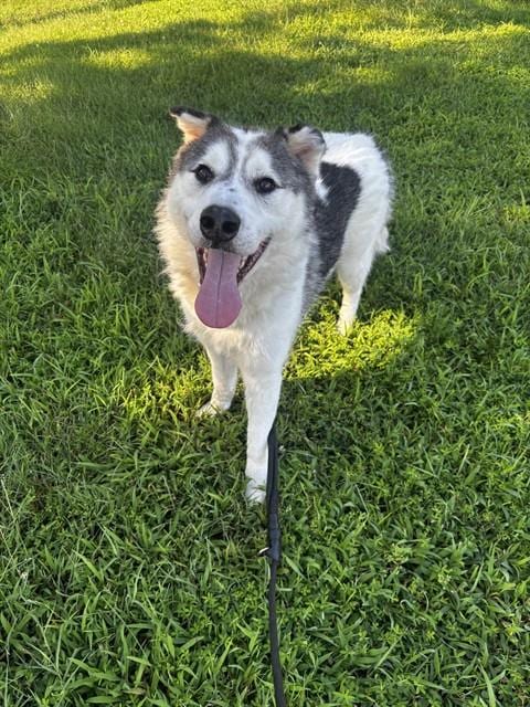Photo of PJ, adoptable Siberian Husky in Forestville, Maryland