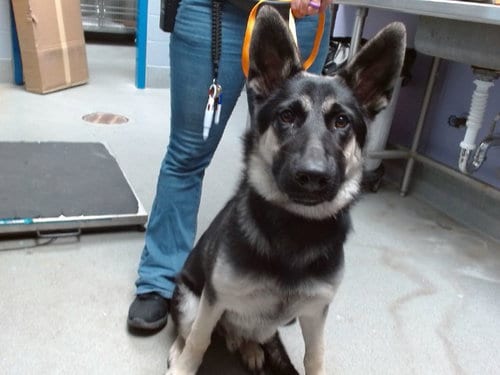 Photo of Blackie, adoptable German Shepherd Dog in Albuquerque, New Mexico