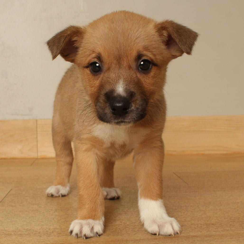 Photo of Treat D71382, adoptable Terrier, American Pit Bull in Minnesota, Minnesota