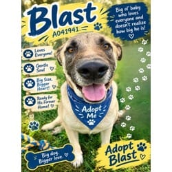 Photo of Blast, adoptable German Shepherd Dog in Texas City, Texas