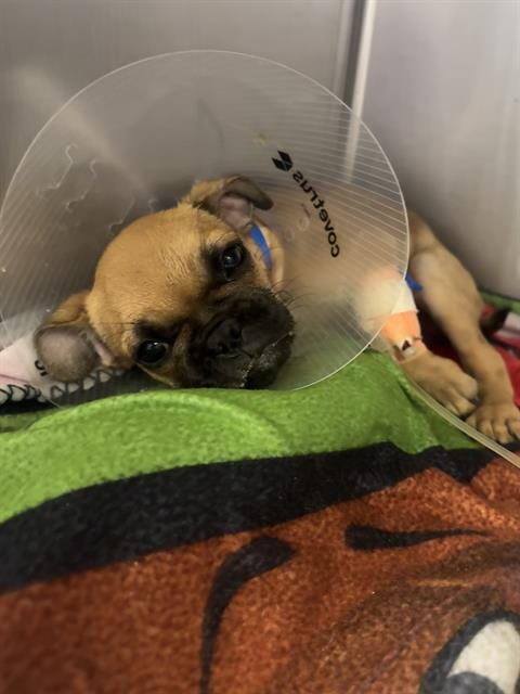 Photo of Puggie, adoptable Pug in Riverside, California