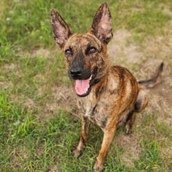 Photo of Shelby, adoptable Dutch Shepherd in Albany, New York