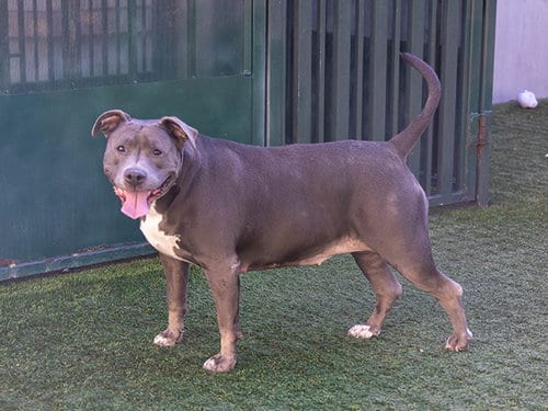 Photo of Chica, adoptable Pit Bull Terrier in Pasadena, California