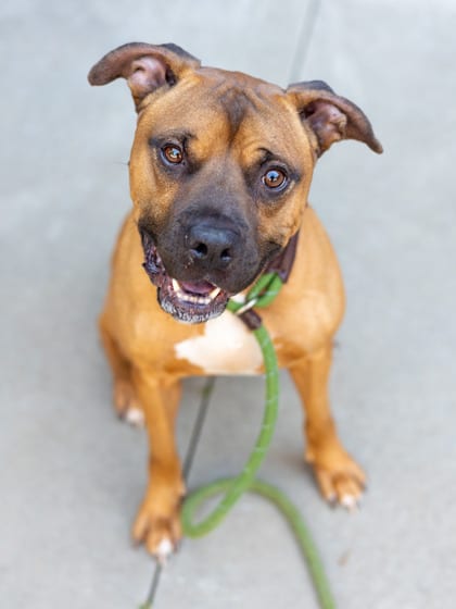 Photo of Balance, adoptable dog in Chamblee, Georgia