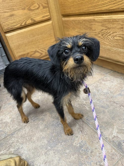 Photo of Bear fka Lakme, adoptable Miniature Pinscher in Sedalia, Colorado