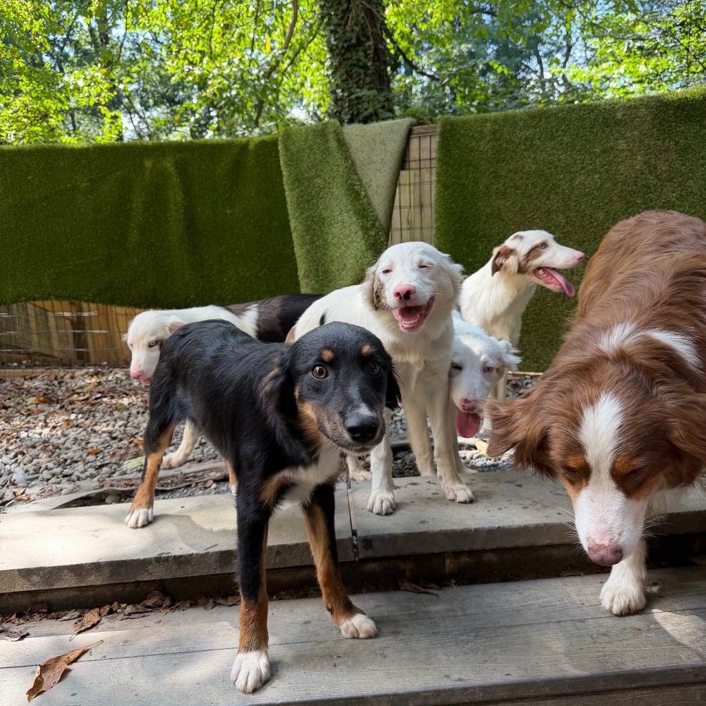 Photo of Aunt Sarah, adoptable Shepherd, Australian in West Chester, Pennsylvania