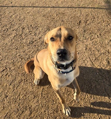 Photo of Lincoln, adoptable Labrador Retriever in Killeen, Texas