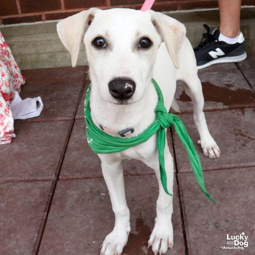 Photo of Ms. Mel, adoptable Labrador Retriever in Washington, District of Columbia