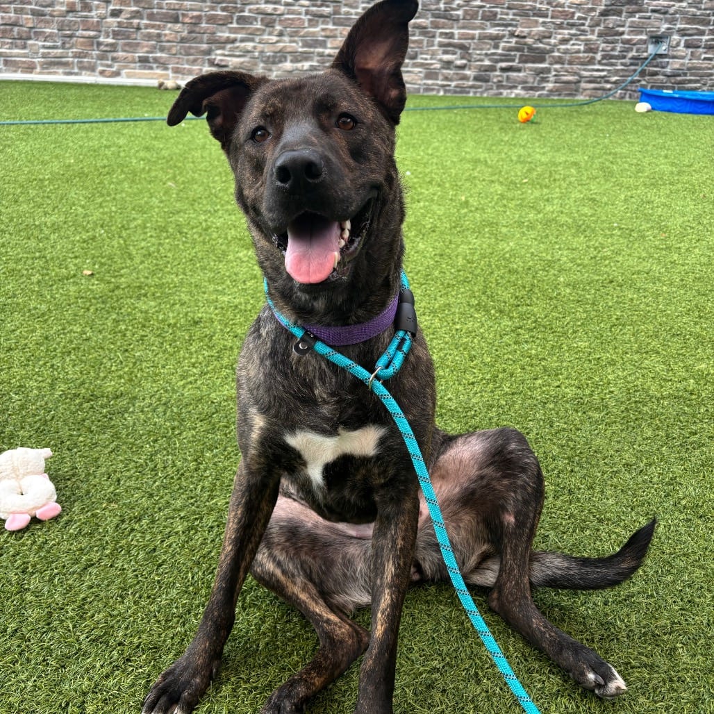 Photo of Cayenne, adoptable Mixed Breed (Large) in Dayton, Ohio