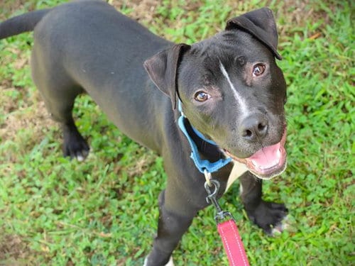Photo of Zaxby, adoptable American Staffordshire Terrier in Tallahassee, Florida