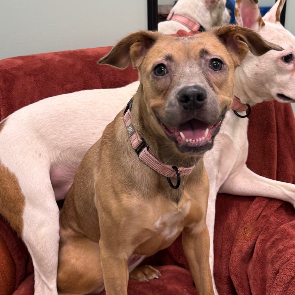 Photo of Moana, adoptable Mixed Breed (Medium) in Dayton, Ohio
