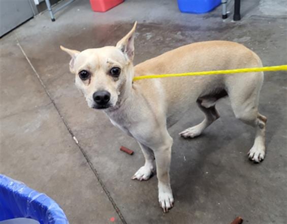 Photo of Dracula, adoptable Mixed Breed