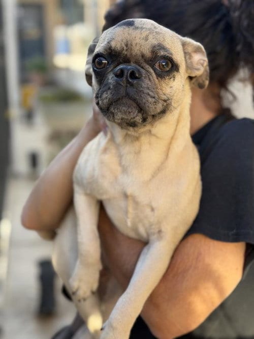 Photo of Caroline, adoptable Pug in Santa Maria, California