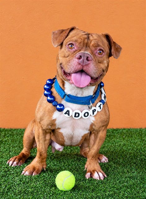 Photo of Red Baron, adoptable Bulldog in Miami, Florida