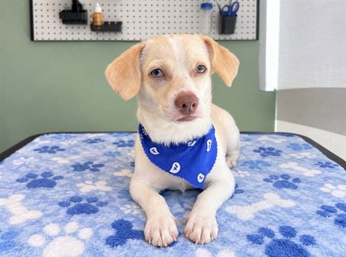 Photo of Pringle, adoptable Parson Russell Terrier in Orange, California
