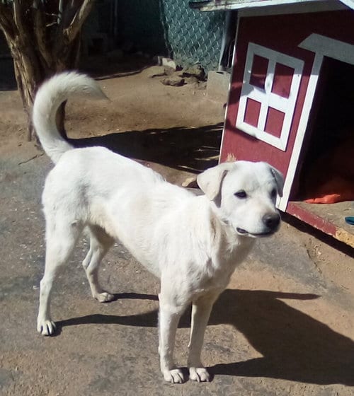 Photo of Ginny of the Hogwarts family, adoptable Jindo (Korean) in Apple Valley, California