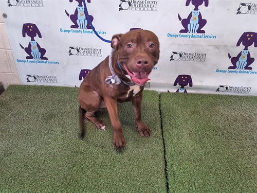 Photo of Peanut Butter, adoptable Pit Bull Terrier in Orlando, Florida