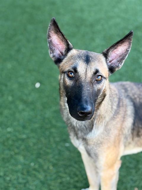 Photo of Cali, adoptable Mixed Breed