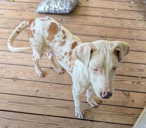 Photo of Butterscotch (AL), adoptable Great Dane in New York, New York