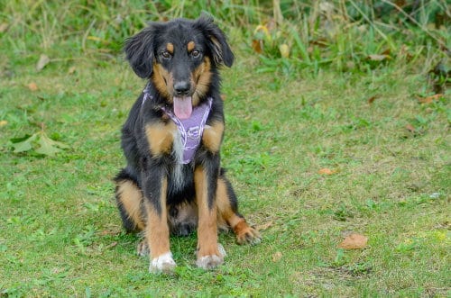 Photo of Ray, adoptable Australian Shepherd in Brick, New Jersey