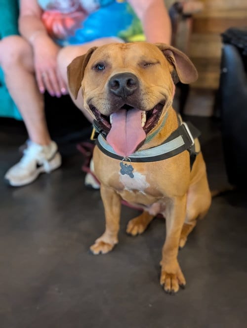 Photo of Nelson, adoptable Terrier in Holly Springs, North Carolina