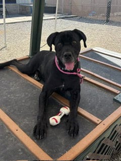 Photo of Oline, adoptable Boxer in Palmetto, Florida