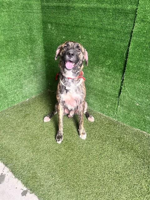 Photo of Patches, adoptable Dutch Shepherd in Lancaster, California