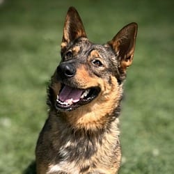 Photo of Rip, adoptable Australian Cattle Dog German Shepherd Dog in Pittsfield, Illinois