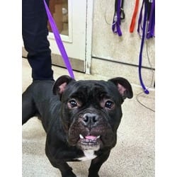 Photo of Apollo, adoptable French Bulldog in Jurupa Valley, California